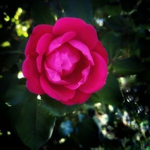 Meet your Posher, Mona